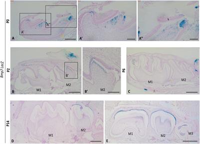 Mesenchymal Bmp7 Controls Onset of Tooth Mineralization: A Novel Way to Regulate Molar Cusp Shape